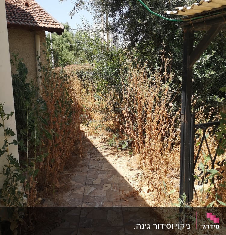 שביל מרוצף עם צמחים יבשים משני הצדדים